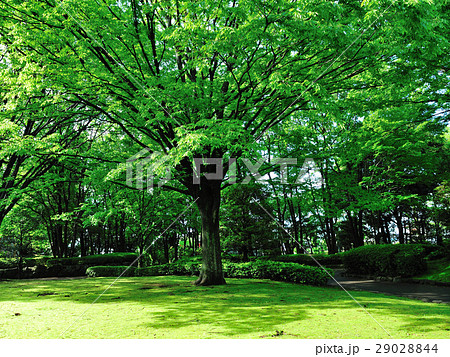 新緑のお出かけ 29028844