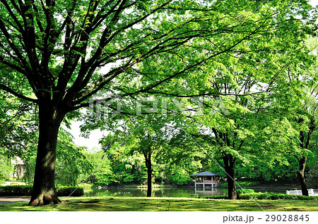 新緑の公園 新緑の公園 29028845