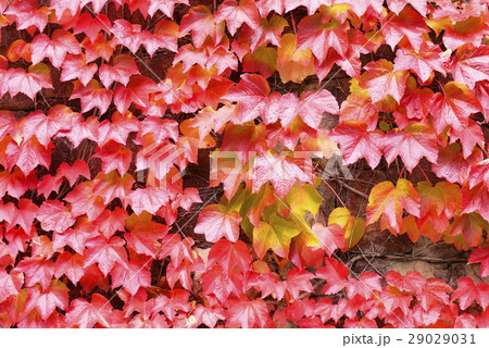 san　pietro　サンピエトロ村 29029031