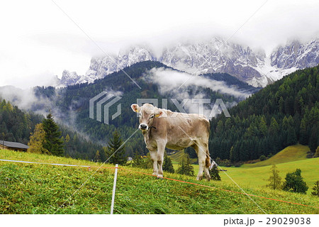 santa maddalena サンタ・マッダレーナ村 ガイスラー 牛 santa maddalena サンタ・マッダレーナ村 ガイスラー 牛 29029038