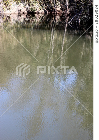 水面に映る 29029084