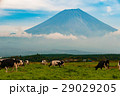 乳牛と富士山 29029205