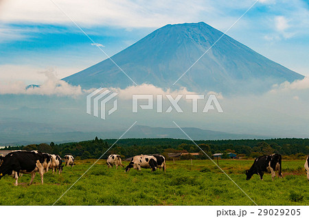 乳牛と富士山 29029205