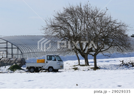 雪が積もったビニールハウス畑と軽トラック 29029335