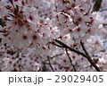 桜満開 29029405