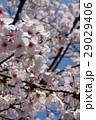 青空に桜満開 29029406