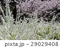 桜とゆきやなぎ 29029408
