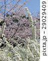 桜とゆきやなぎ 29029409