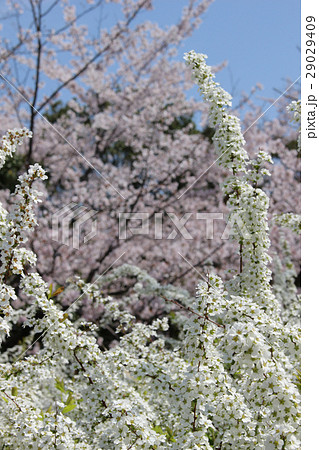 桜とゆきやなぎ 29029409