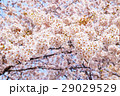 桜の花 29029529