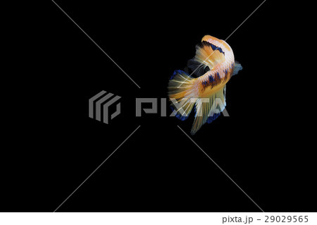 Siamese fighting fish 29029565