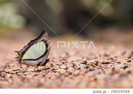 Siamese fighting fish Siamese fighting fish 29029569