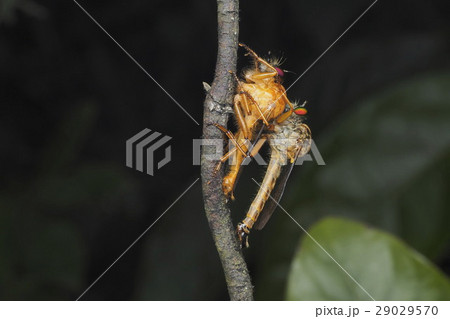 Siamese fighting fish Siamese fighting fish 29029570
