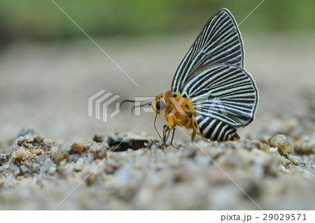 Siamese fighting fish Siamese fighting fish 29029571