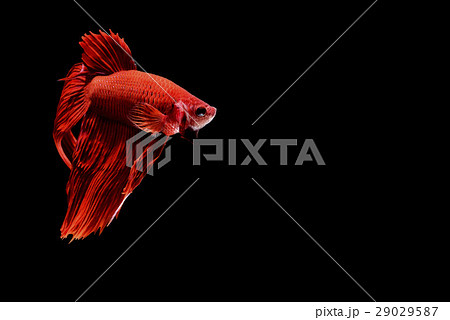 Siamese fighting fish Siamese fighting fish 29029587