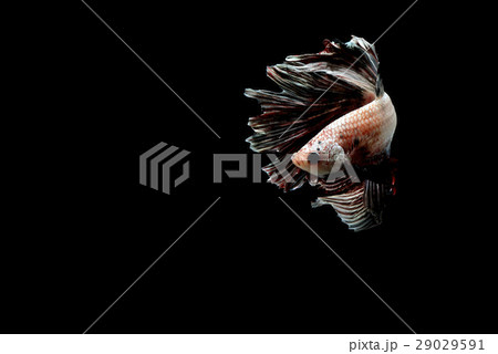 Siamese fighting fish Siamese fighting fish 29029591