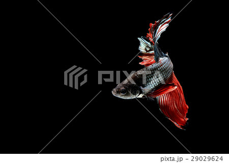 Siamese fighting fish Siamese fighting fish 29029624