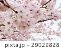 満開の桜 29029828