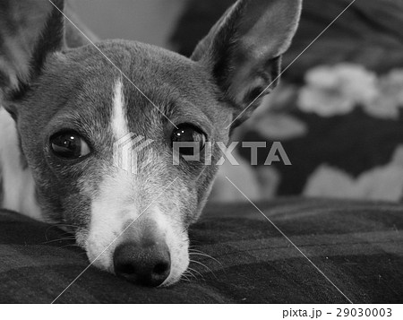 ものおもいにふける犬 29030003