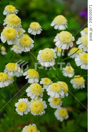 ドームが可愛いジャーマンカモミール 29030071
