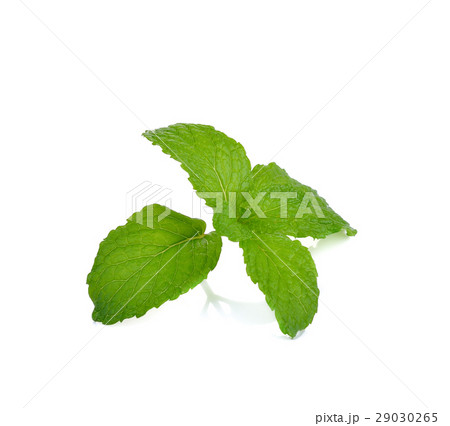mint leaves  on white background 29030265