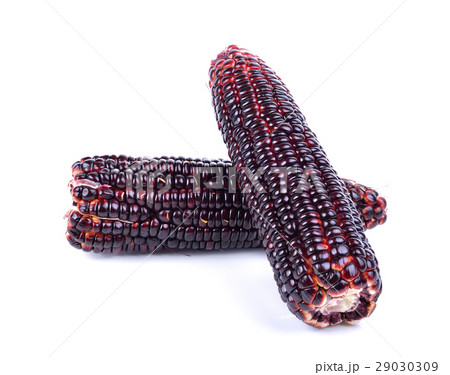 purple corn on white background purple corn on white background 29030309