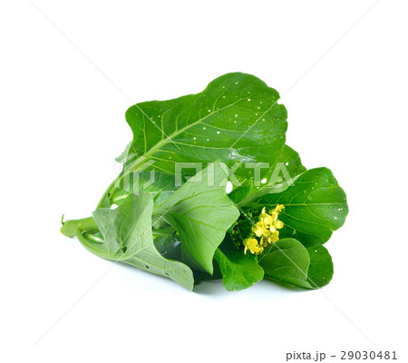 Choy Sum on White Background 29030481