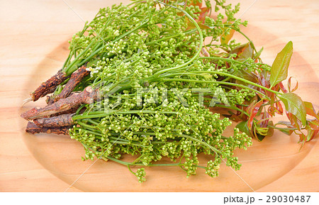 Siamese neem tree, Nim, Margosa, Quinine 29030487