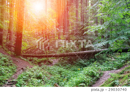 Fallen tree in summer forest in sunlight 29030740