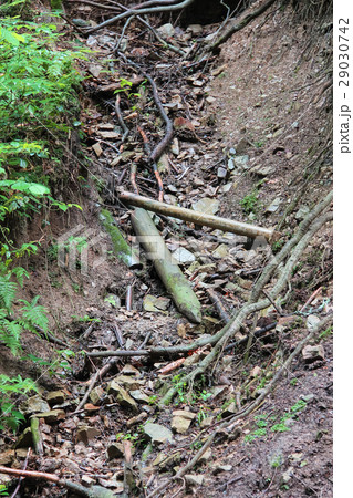 Dry twigs and logs on the forest ground Dry twigs and logs on the forest ground 29030742