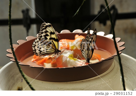 足立区生物園で飼育された蝶の写真素材