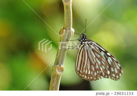 足立区生物園で飼育された蝶の写真素材
