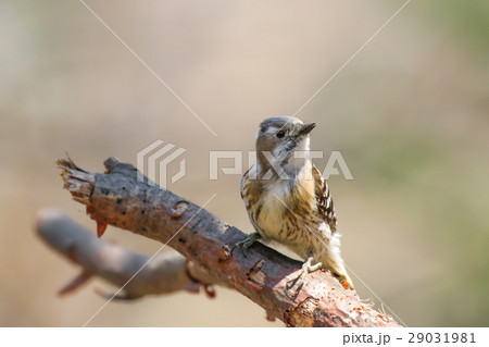 コゲラ Japanese Pygmy Woodpecker コゲラ Japanese Pygmy Woodpecker 29031981