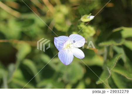 オオイヌノフグリ 一輪０１ 29032279