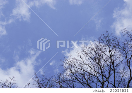 空と木 空と木 29032631