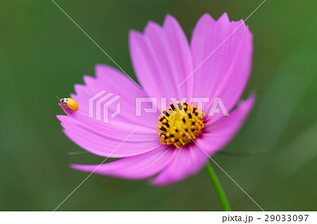 コスモスの花に小さい黄色のてんとう虫の写真素材