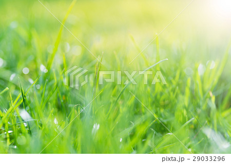 Abstract nature background; green grass 29033296