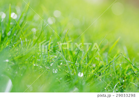 Abstract nature grass background 29033298