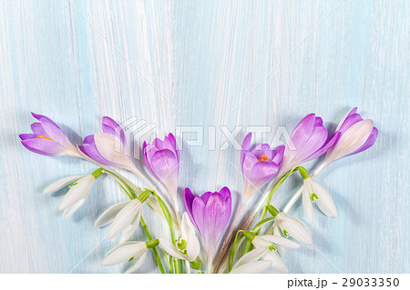 Frame of crocuses and snowdrops on the table Frame of crocuses and snowdrops on the table 29033350