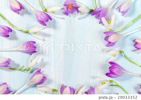 Frame of crocuses and snowdrops on the table  29033352