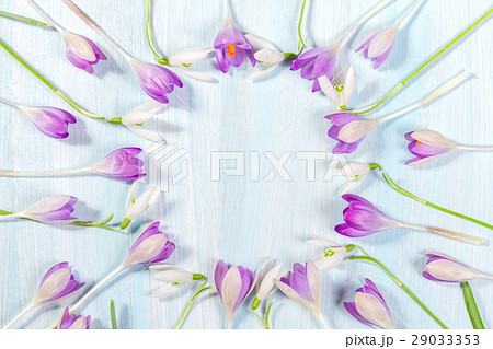 Frame of crocuses and snowdrops on the table Frame of crocuses and snowdrops on the table 29033353
