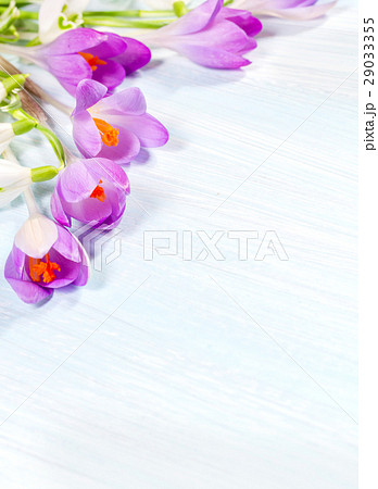 Flower arrangement with crocuses and snowdrops Flower arrangement with crocuses and snowdrops 29033355