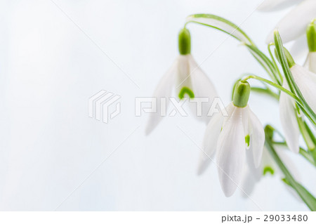 Bouquet of snowdropson a blue background Bouquet of snowdropson a blue background 29033480