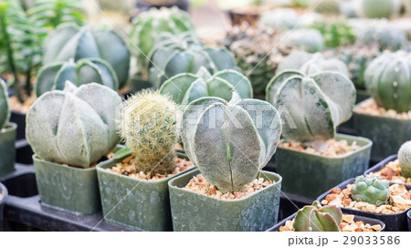 Succulent cactus in a garden. 29033586