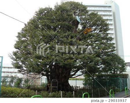 港区高輪にある旧細川邸のシイ 29033937