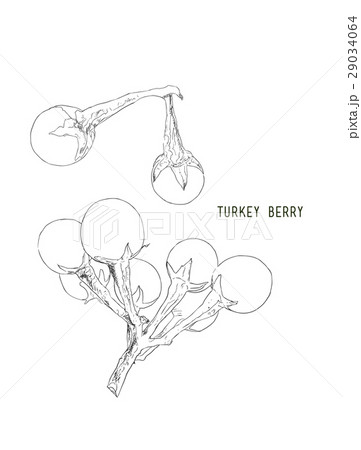 turkey berry (Solanum torvum)  vector. 29034064