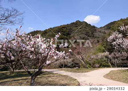 梅の花の公園の風景 29034332