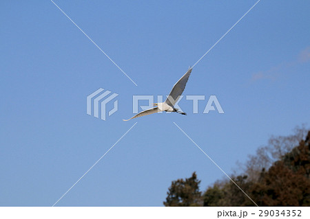 ダイサギ ダイサギ 29034352