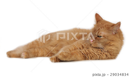 Red cat lying sideways 29034834