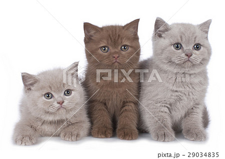 Three british shorthair kitten side by side 29034835